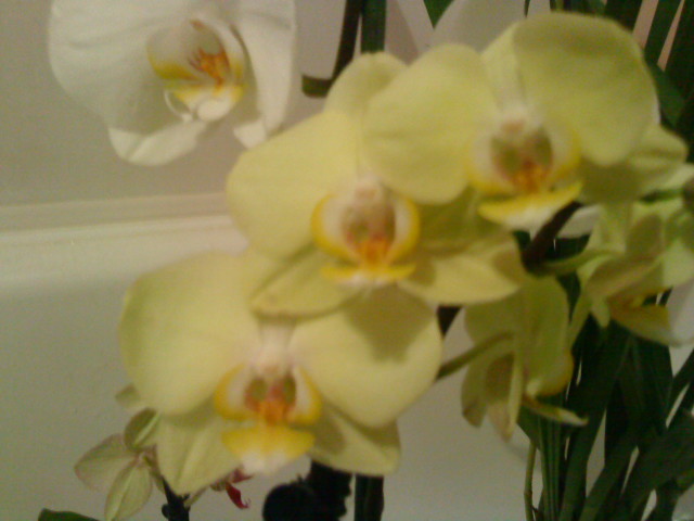 Не только куклы — Другие хобби и увлечения: сад (фото 3)