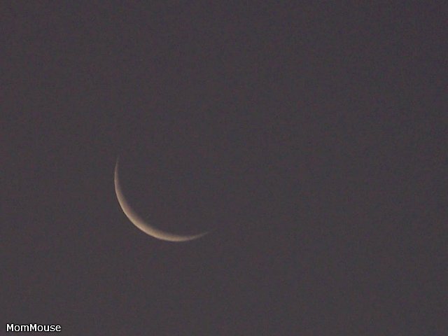 Очаровательные ангелы от Fayzah Spanos