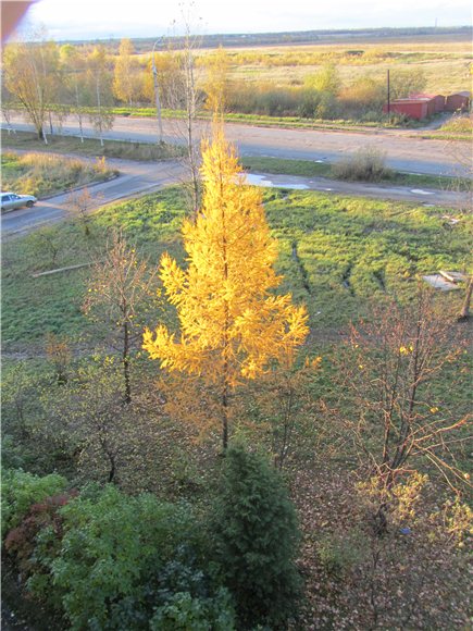 Осенняя пора. Baby Iplehouse Doll Элин | Бэйбики Осенняя пора. Baby Iplehouse Doll Элин