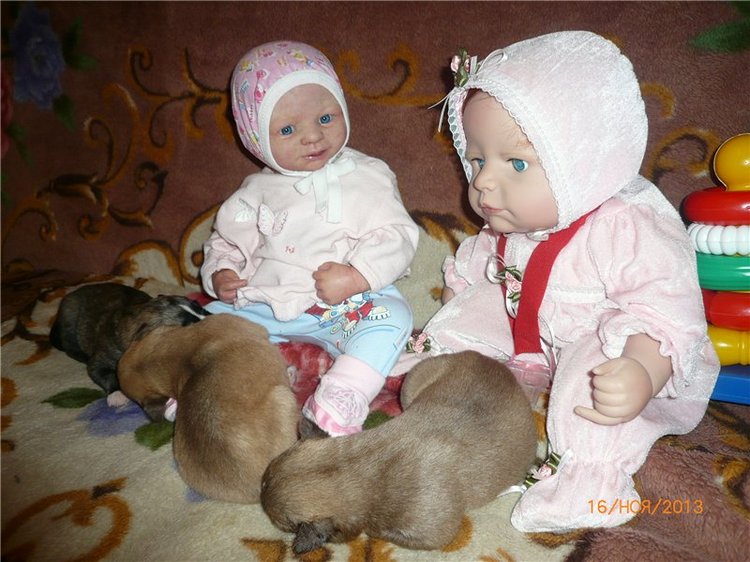 Куклы и собаки. Радость в нашем доме