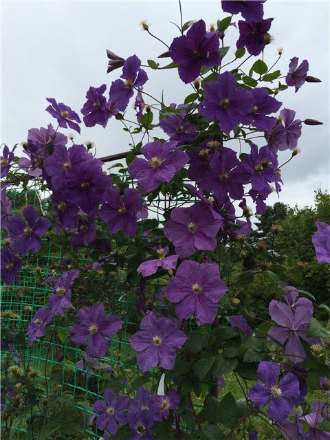 Светлая Галадриэль, или путешествие по Эльфийскому лесу | Бэйбики Светлая Галадриэль, или путешествие по Эльфийскому лесу