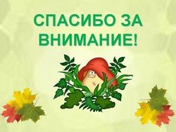 В сентябре пришло к нам лето! Мальва Zwergnase, мой рыжий эльфик