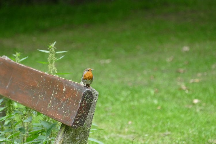 Hirschpark Hamburg. Олений парк. ВИДЕО