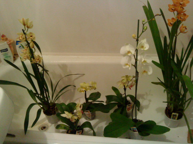 Не только куклы — Другие хобби и увлечения: сад (фото 4)