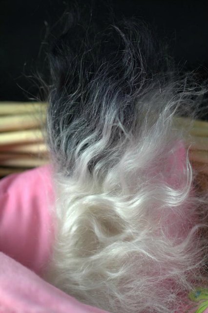 Маленький Ши-цу из молда "Принцесса"(мопс).Работа американского мастера