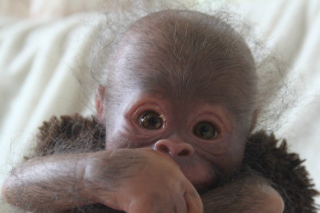 Обезьянка Bindi кукла реборн Элины Кудрявцевой