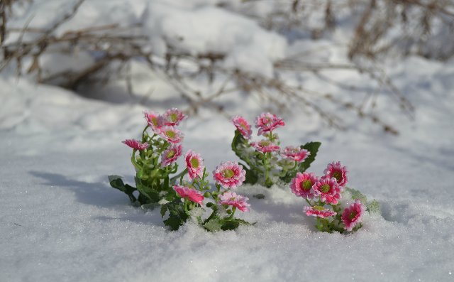 За корзинкой подснежников... Кукла Adora (фото 8)
