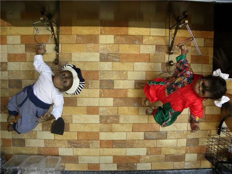 Необычное пополнение в моем доме