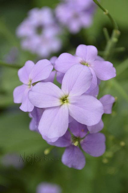 Яркие краски. Вихтели Rosemarie Anna Muller