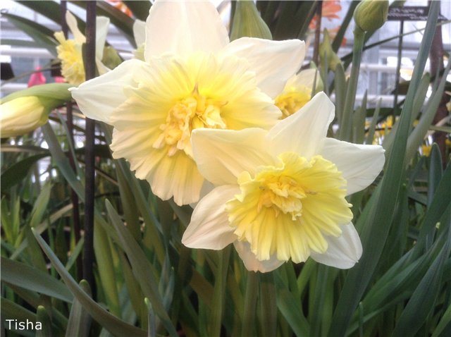 Поздравление с 8 Марта от моих девочек Kish, Heartstring и Kidz'n Kats