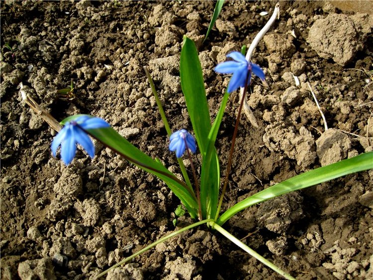 С праздником! Наше жёлторотое пополнение