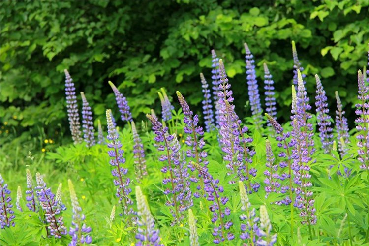 46-ой Пушкинский праздник поэзии в Берново. Часть первая