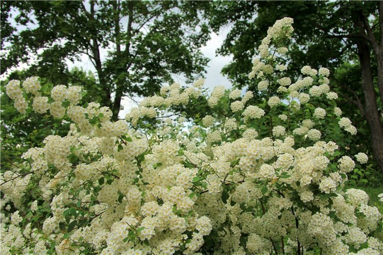 46-ой Пушкинский праздник поэзии в Берново. Часть первая