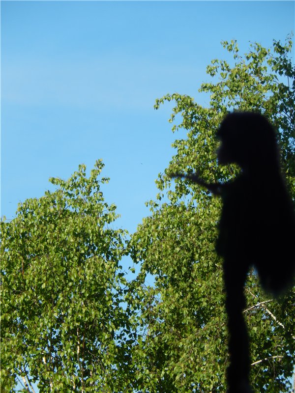 О том, как я немного ''флэшмобнулась"))