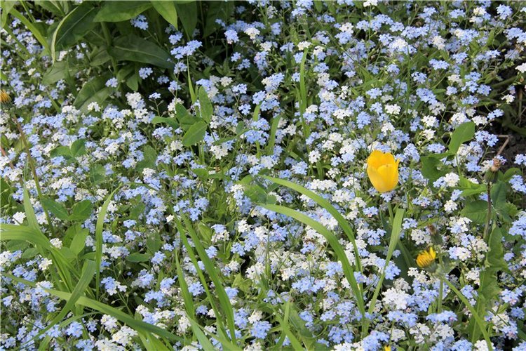 Что такое отпуск? Это - Незабудковое Лето. Minouche от Sylvia Natterer