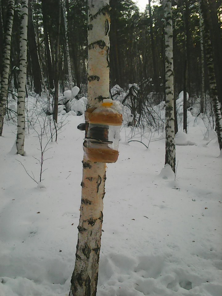 Интересное наблюдение за птицами у кормушки