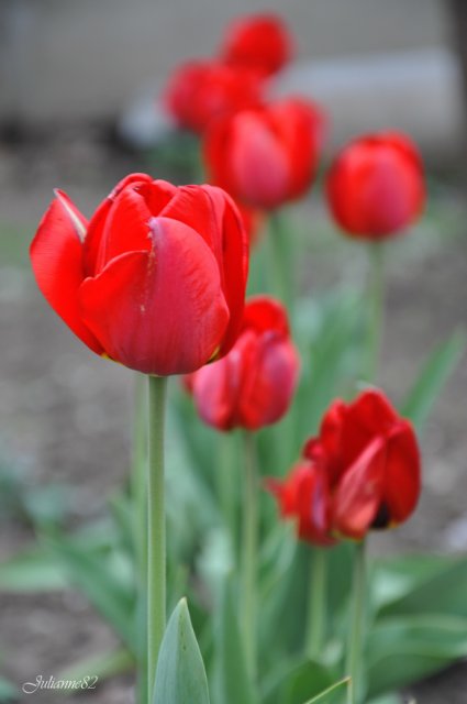 "Первый майский день..." Оливия от Helen KISH