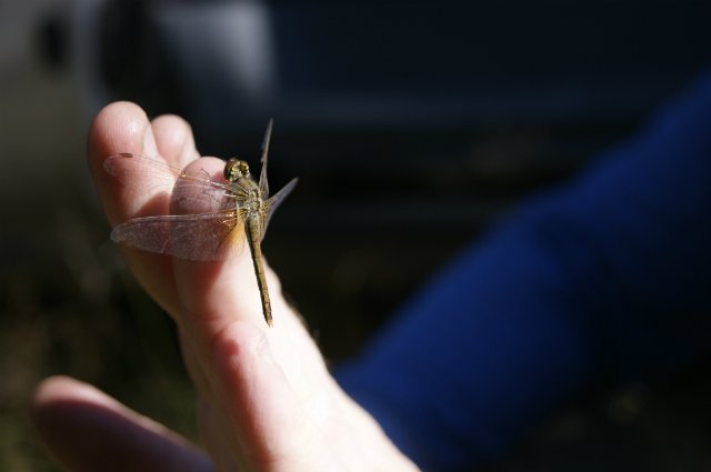 Как Лиу и Клодин за грибами ездили