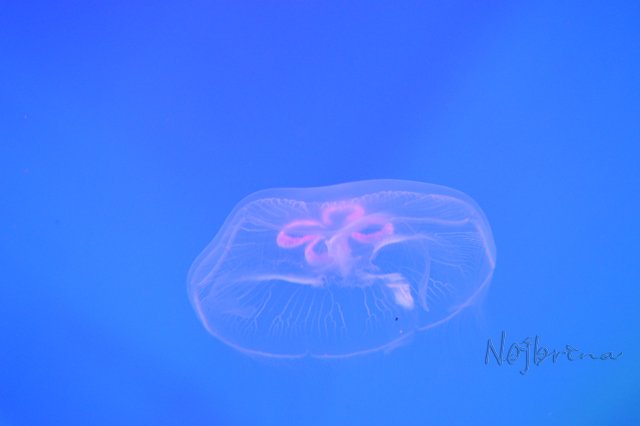 Питер - самый лучший город на земле! Вихтель Rosemarie Anna Muller