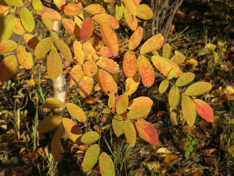 Люблю я пышное природы увяданье (фото 7)