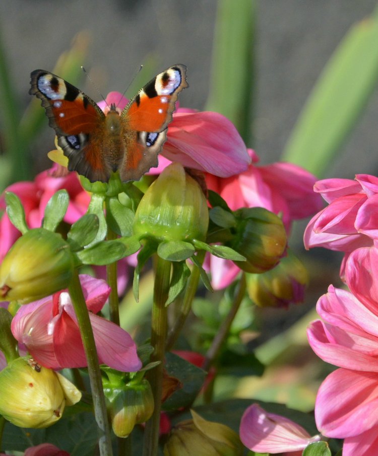 Охота на бабочек — Болталка и разговоры обо всем: жизнь (фото 5)