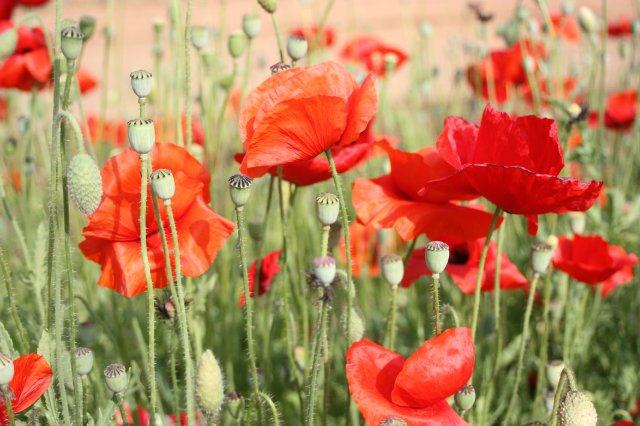 Выставка роз в Сеуле — Туризм и путешествия: фотоотчеты из поездок