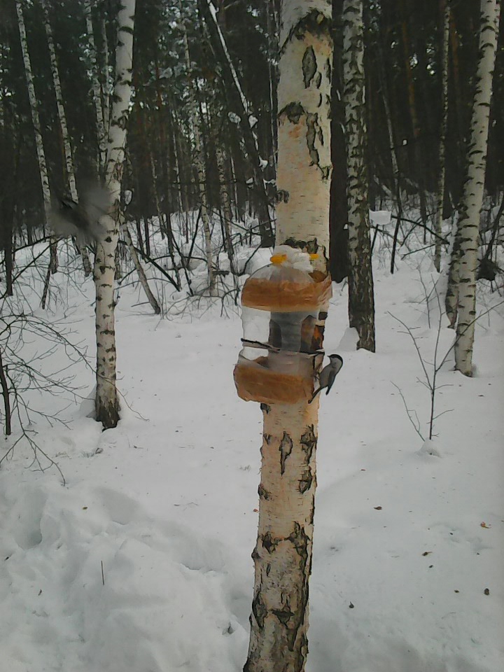 Интересное наблюдение за птицами у кормушки