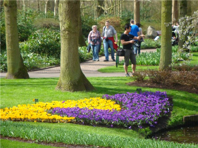 Парк цветов в Кеукенхоф (Keukenhof) в Нидерландах (Голландия) (фото 4)