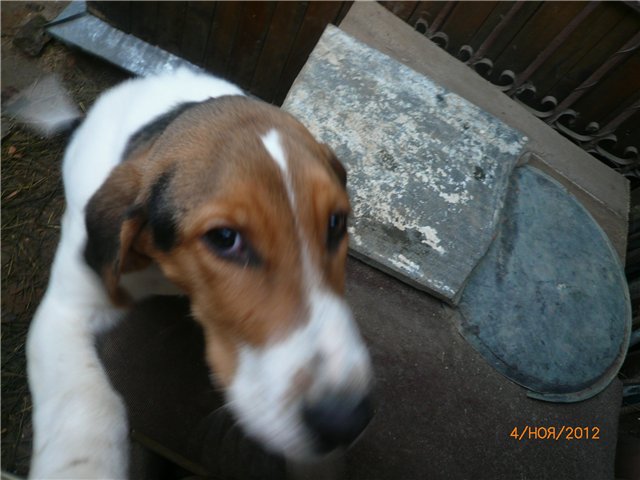 Кукла Адора - мое Солнышко