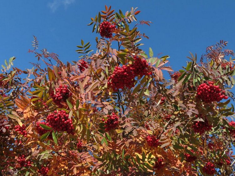 Люблю я пышное природы увяданье