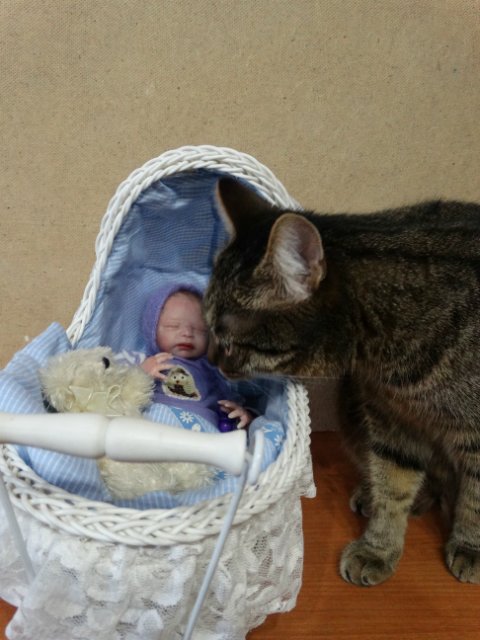 Моего кота не волнуют конкурсы, он просто любит фотографироваться