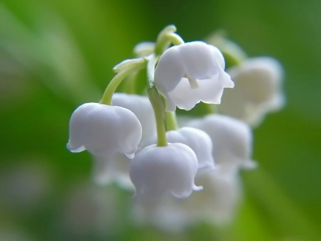 Божья коровка по имени Эмилия. Кукла реборн Шутовой Анны (фото 6)