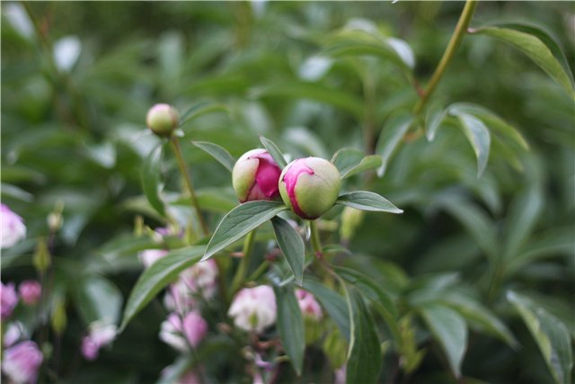 Аленький цветочек, сказка