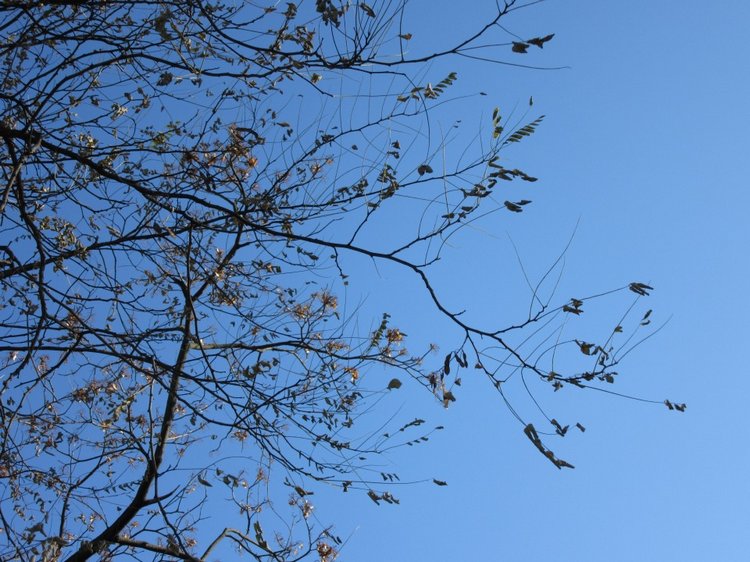 Утренняя прогулка в парке Горького с Соломоном и Анхен, или О сложностях гуляния с собакой и куклой одновременно