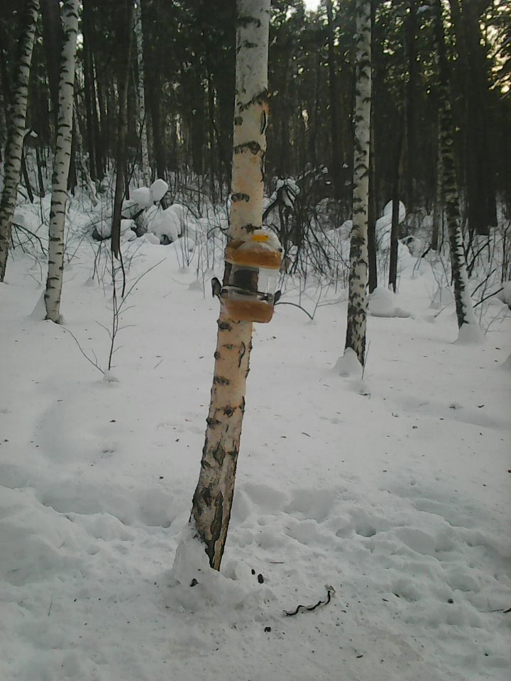 Интересное наблюдение за птицами у кормушки