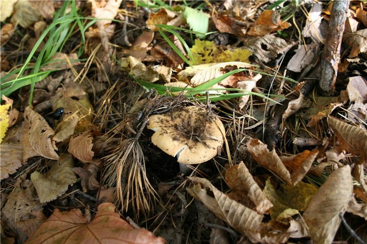 "Осени краски"... Платье для куклы