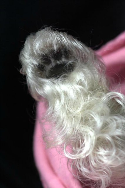 Маленький Ши-цу из молда "Принцесса"(мопс).Работа американского мастера (фото 6)