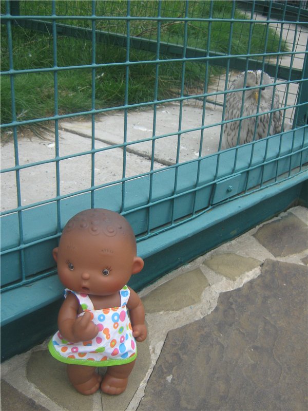 Пупсы Nines Artesanal D'Onil в Ижевском зоопарке
