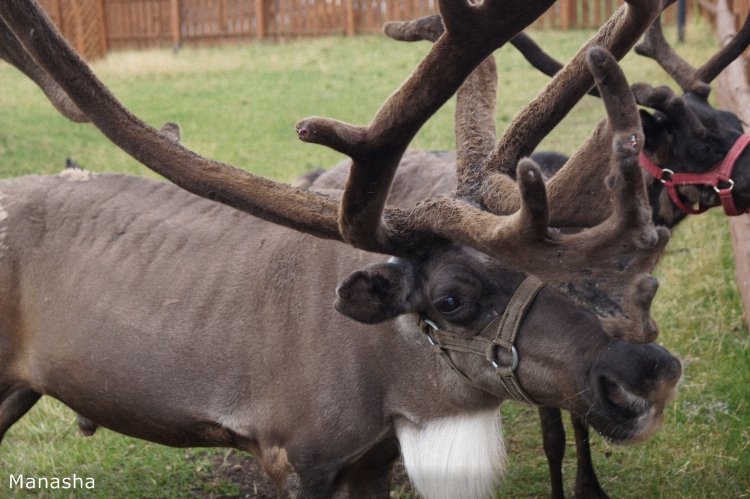 Как Майка в зоопарк ходила. pukiFee Ante Fairyland | Бэйбики Как Майка в зоопарк ходила. pukiFee Ante Fairyland
