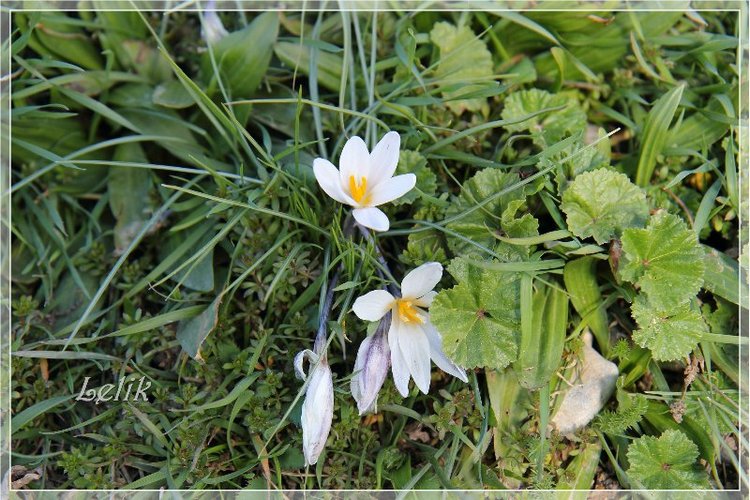 Новые наряды моей малышни. Riley, Tulah, Mary & Ellery Helen Kish