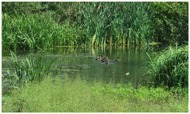 Из жизни гномиков Rosemarie Anna Muller