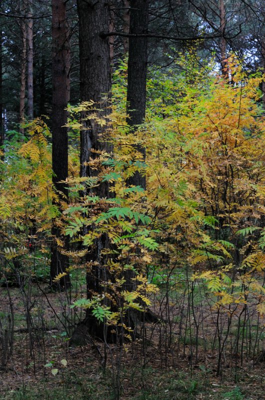 Люблю я пышное природы увяданье