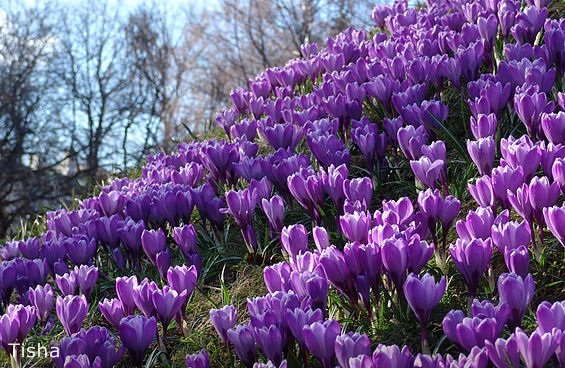 Маленькие садовники или весна в Аптекарском огороде