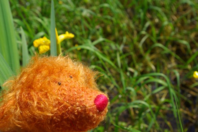 Улыбка Zwergnase - Poldine