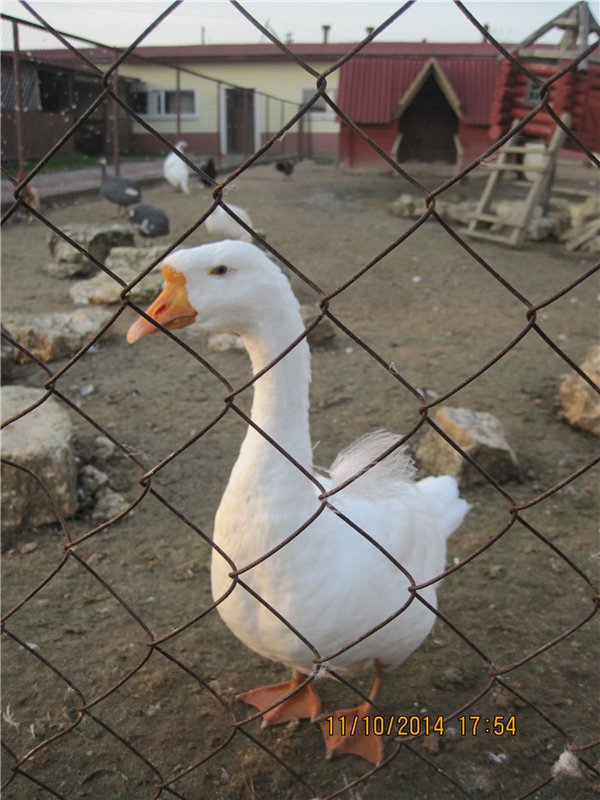 Дружок — Интересные игрушки и фигурки (разное): редкие