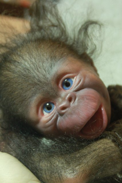 Манюня - обезьянка реборн Элины Кудрявцевой