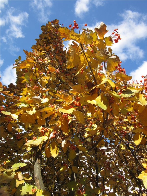 Золото осени — Фэшн (фото 9)