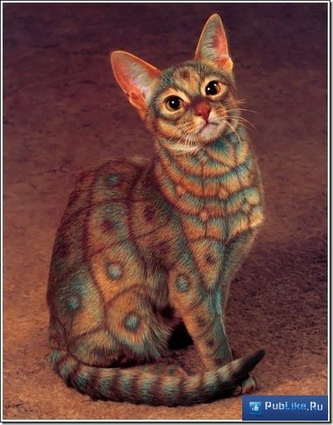 Кошачий позитив — Интересное и необычное: фотоподборки