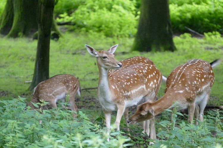 Hirschpark Hamburg. Олений парк. ВИДЕО