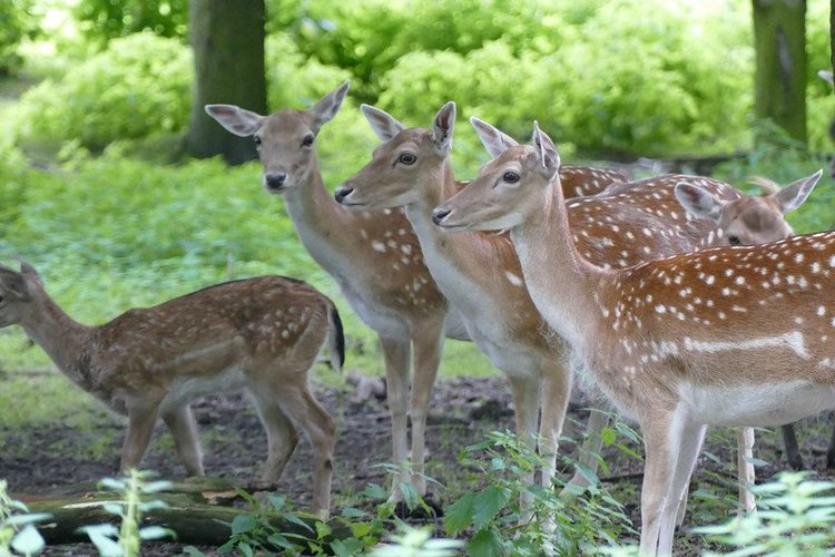 Hirschpark Hamburg. Олений парк. ВИДЕО
